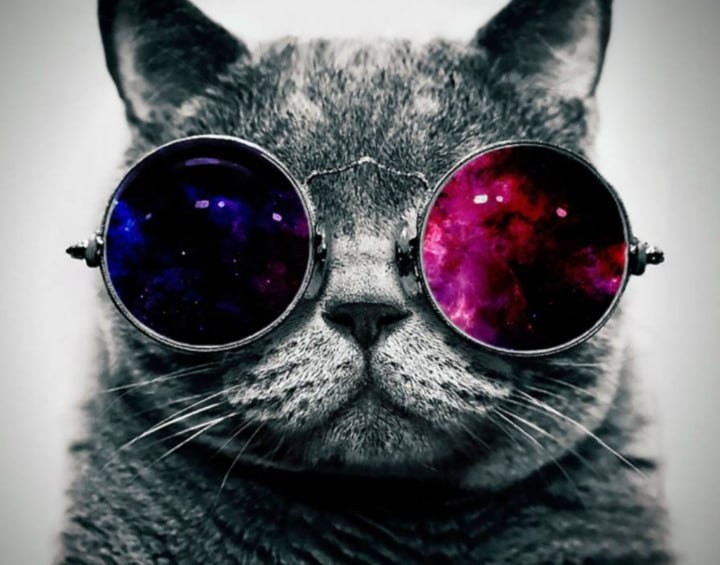 кот в очках